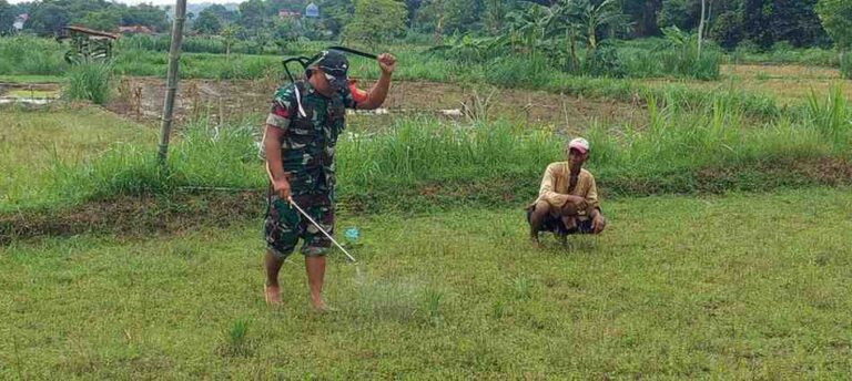 Dukung Ketahanan Pangan, Babinsa Koramil 0826-09 Pakong Bantu Petani Jagung Di Dusun Pandian