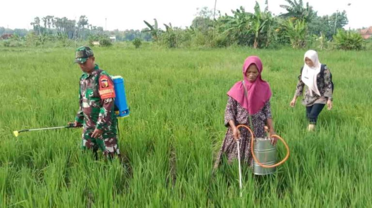 Babinsa Koramil 0826-06 Pademawu Bantu Petani Desa Dasok Lakukan Penyemprotan Tanaman Padi