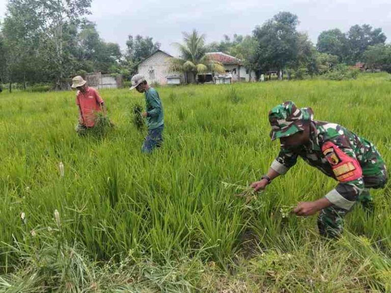 Dukung Ketahanan Pangan, Babinsa Koramil 0826-02 Tlanakan Bantu Warga Dusun Lompenay Bersihkan Gulma