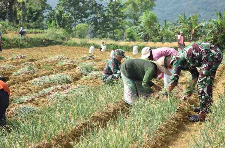Satgas Tmmd Ke-127 Kodim 0827 Sumenep Bantu Petani Desa Mandala Panen Bawang Merah