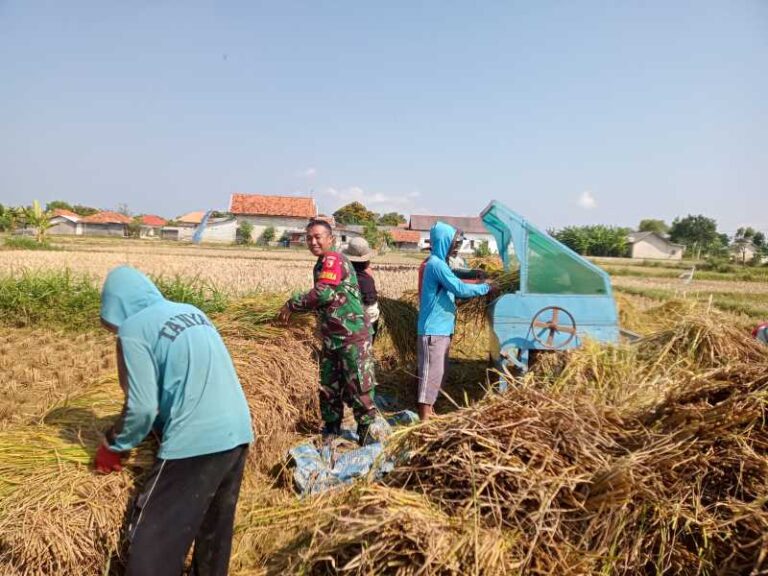 Babinsa Koramil 0826-06 Pademawu Bantu Petani Desa Padelegan Panen Padi