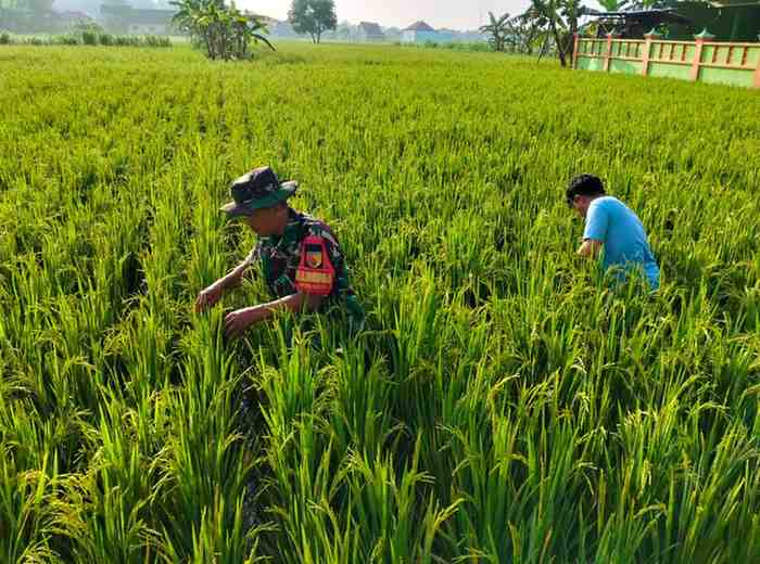 Babinsa Koramil 0826-06 Pademawu Bantu Petani Desa Prekbun Bersihkan Rumput Liar