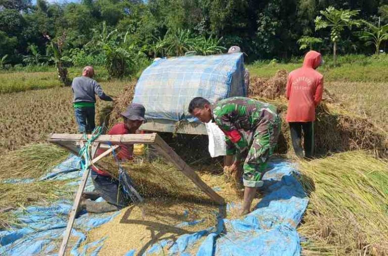 Babinsa Koramil 0826-03 Proppo Dampingi Petani Desa Pangorayan Panen Padi