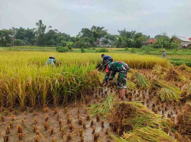 Babinsa Koramil 0826-02 Tlanakan Bantu Petani Dusun Pandan Panen Padi