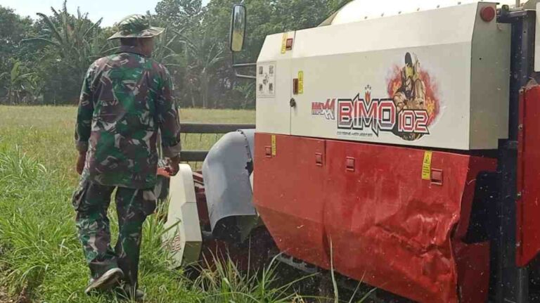 Babinsa Koramil 0826-05 Larangan Dampingi Panen Padi Di Desa Taraban