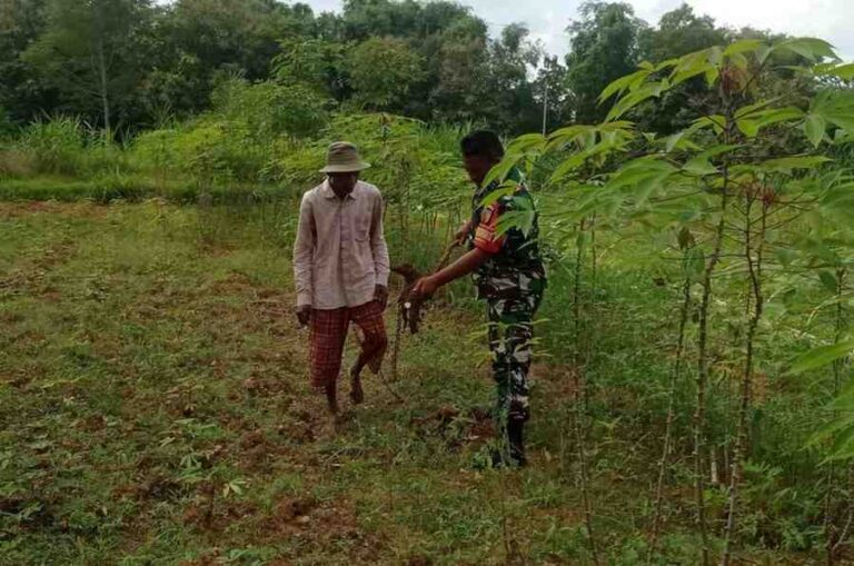 Babinsa Koramil 0826-04 Galis Dampingi Petani Panen Singkong Di Desa Ponteh