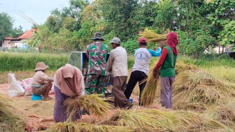 Babinsa Koramil 0826-05 Larangan Dampingi Warga Panen Padi