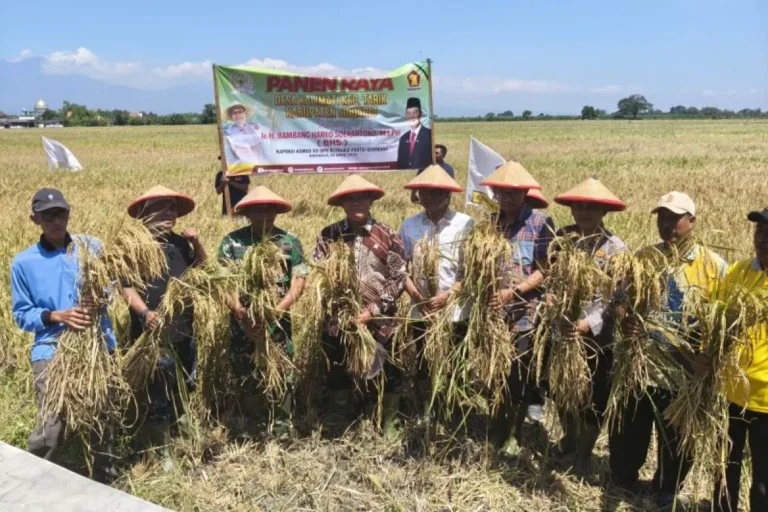 Bambang Haryo Soekartono Ikuti Panen Raya Padi Di Desa Kalimati Sidoarjo