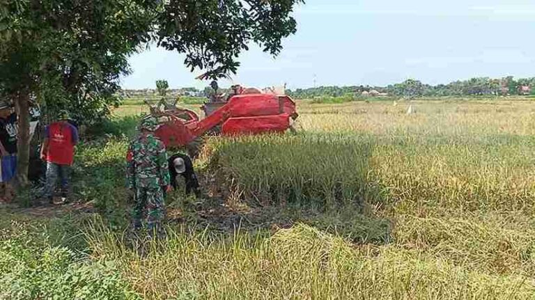 Babinsa Koramil 0826-05 Larangan Dampingi Warga Dusun Timur Lorang Panen Padi