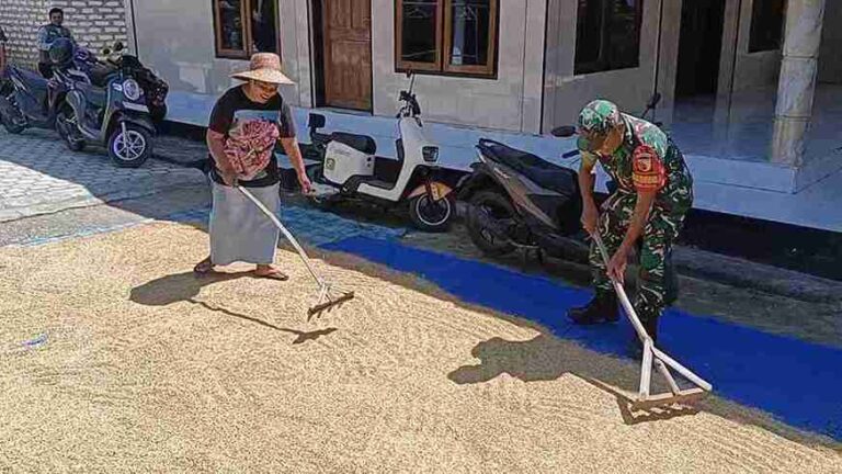 Babinsa Koramil 0826-01 Pamekasan Bantu Warga Desa Laden Jemur Padi