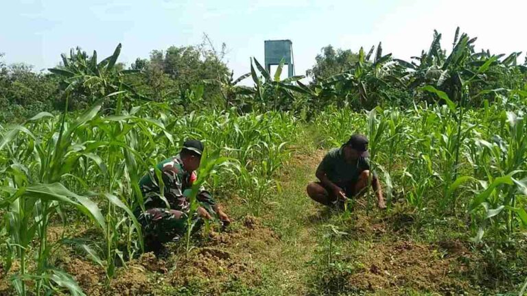 Hanpangan, Babinsa Koramil 0826-03 Proppo Bantu Petani Jagung Desa Srambah