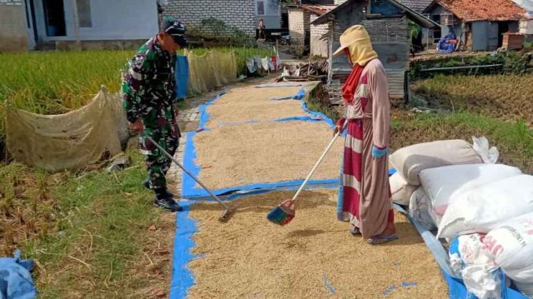 Babinsa Koramil 0826-10 Waru Bantu Warga Dusun Rampak Laok Jemur Gabah