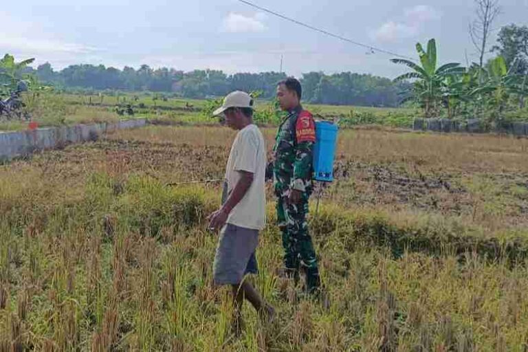 Babinsa Koramil 0826-06 Pademawu Dampingi Petani Desa Lemper Semprot Rumput Liar