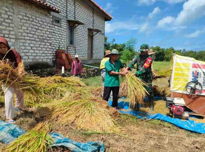 Babinsa Tlanakan Dampingi Poktan Pandan wangi