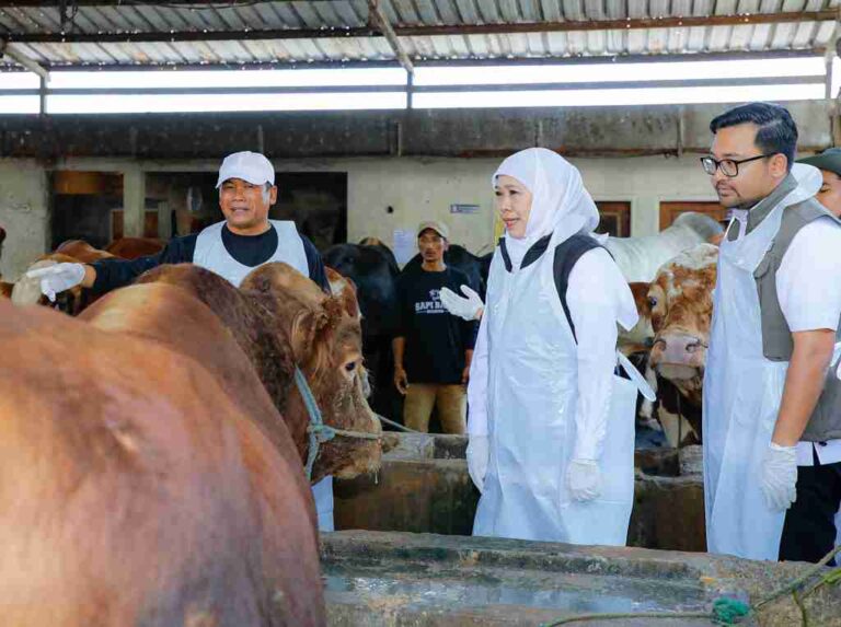 Gubernur Jatim Tinjau Peternakan Sapi Baru Di Nganjuk