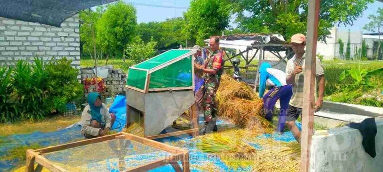 Babinsa Koramil 0826-02 Tlanakan Dampingi Petani Panen Dan Giling Padi Di Sawah