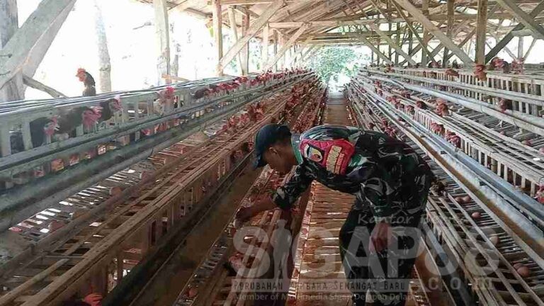 Babinsa Koramil 0826-05 Larangan Dampingi Peternak Ayam Petelur Di Desa Duko Timur