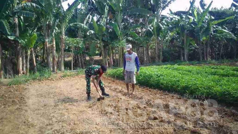 Babinsa Koramil 0826-05 Larangan Komsos Bersama Warga Desa Panaguan Tanam Bibit Sayuran