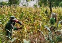 Babinsa Koramil 0826-05 Larangan Giat Dampingi Rawat Tanam Jagung di Dusun Bertah