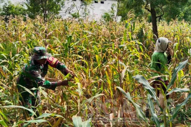 Babinsa Koramil 0826-05 Larangan Giat Dampingi Rawat Tanam Jagung Di Dusun Bertah