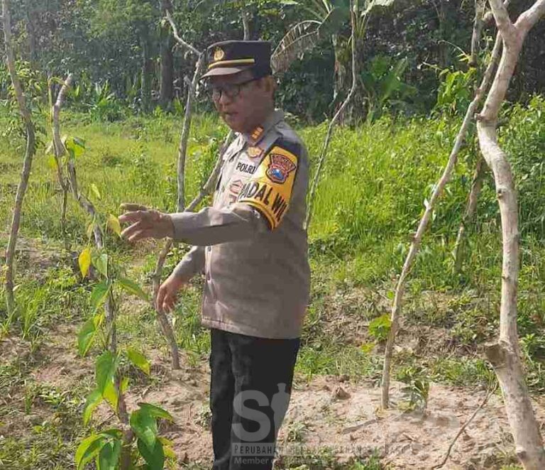 Manfaatkan Lahan Produktif, Kapolsek Kudu Tinjau Progres Pertumbuhan Tanaman Uwi Ungu Di Desa Made Jombang
