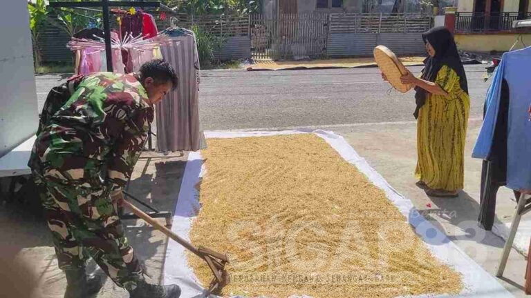 Peduli, Babinsa Koramil 0826-01 Pamekasan Bantu Warga Dusun Sembung Jemur Gabah