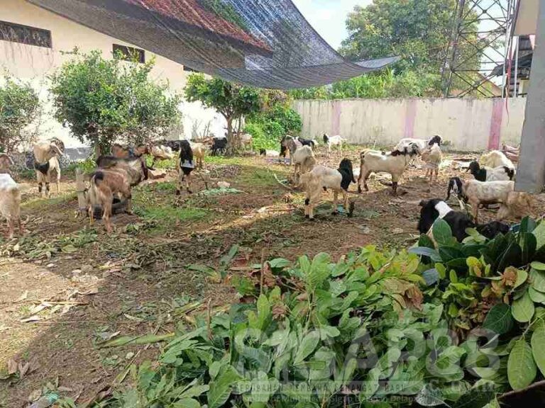 Dinsos P3A Sumenep Terima Hewan Kurban Dari Organisasi Perangkat Daerah