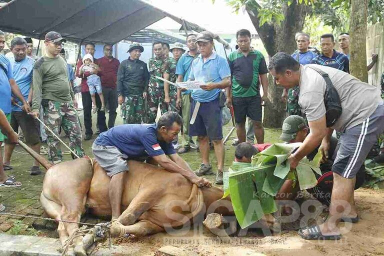 Kodim 0826 Pamekasan Potong Puluhan Hewan Kurban