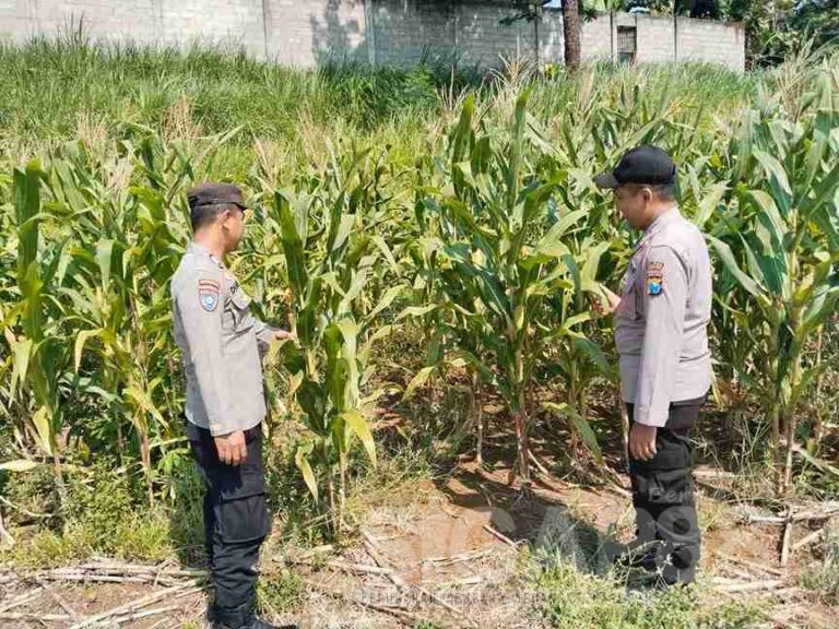 Polisi Mitra Petani, Bhabinkamtibmas Polsek Wonosalam Cek Pertumbuhan Tanaman Jagung