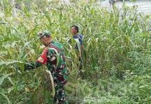 Babinsa Koramil 0826-07 Pegantenan bersama Petani Kompak Jaga Ketahanan Pangan dari Ladang Jagung Lokal