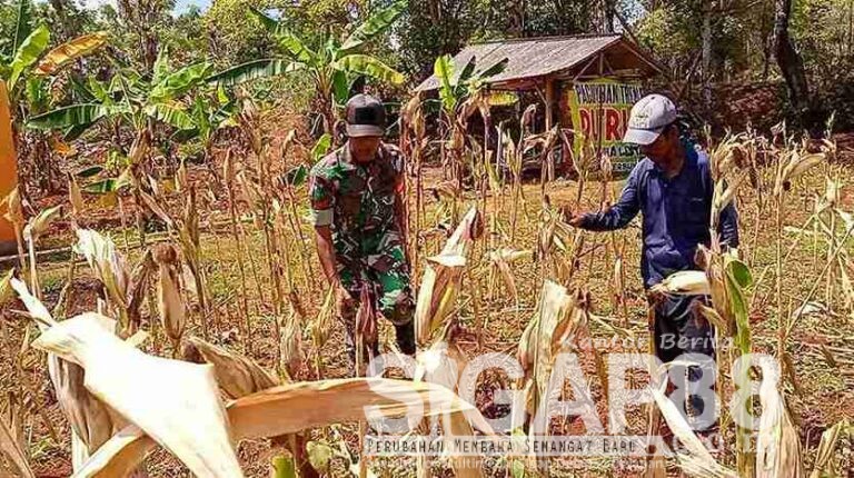 Dukung Hasil Panen, Babinsa Koramil 0826-13 Pasean Bantu Pantau Dan Beri Penyuluhan Ke Petani Jagung