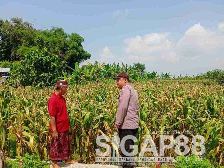 Polres Jombang Dukung Ketahanan Pangan, Bhabinkamtibmas Pantau Tanaman Jagung Petani