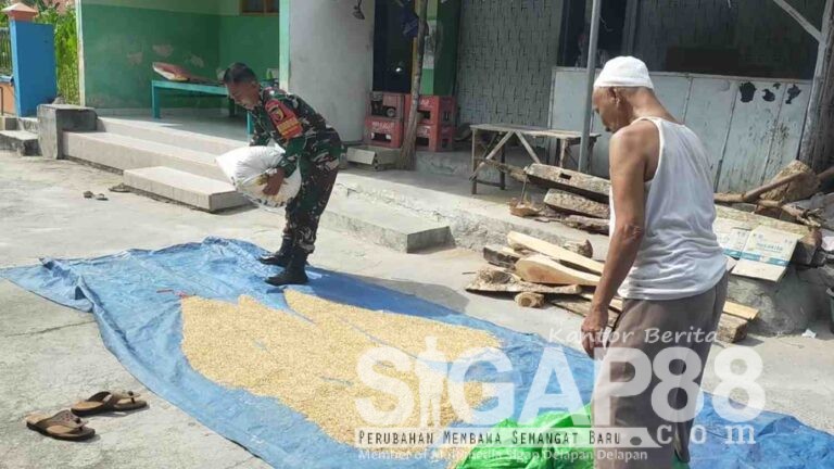 Dari Sawah Ke Penjemuran, Babinsa Koramil 0826-01 Pamekasan Hadir Bantu Warga