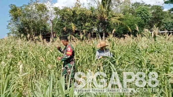 Babinsa Koramil Pademawu bantu petani