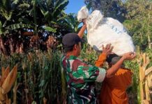 Jaga Ketahanan Pangan, Babinsa Koramil 0826-05/Larangan Turun ke Ladang Dampingi Petani Panen Jagung