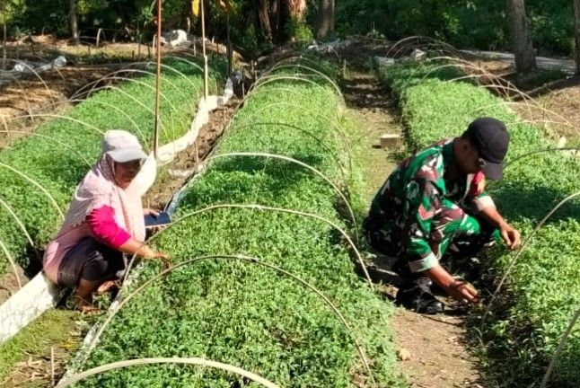 Babinsa koramil larangan bantu rawat tanam cabai