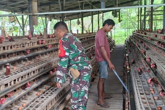 Babinsa larangan bantu peternak ayam petelur