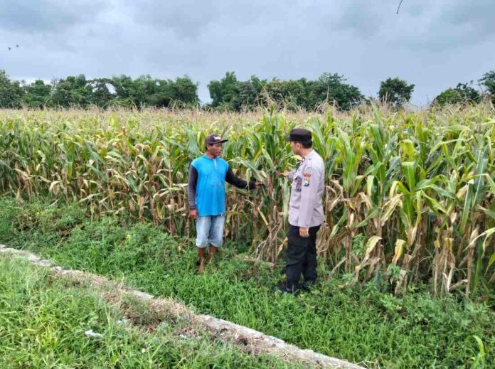 Bhabinkamtibmas Ngoro bersama Petani Jombang Bhabinkamtibmas Ngoro bersama Petani Jombang