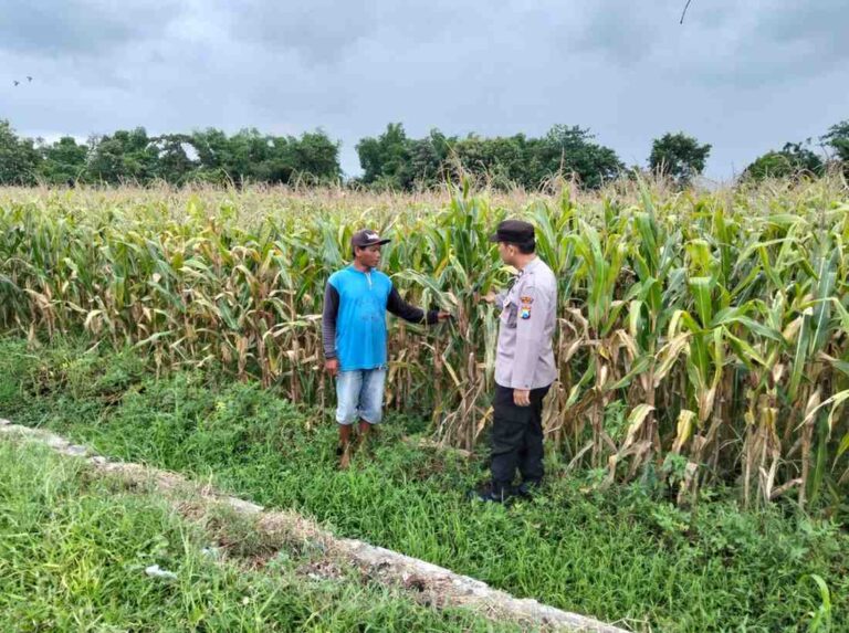 Pantau Jagung Jelang Panen, Bhabinkamtibmas Polsek Ngoro Sambangi Lahan Petani