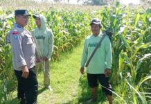 Hama dan Gulma Bayangi Musim Tanam Jagung di Kediri, Petani Harap Produktivitas Tetap Terjaga