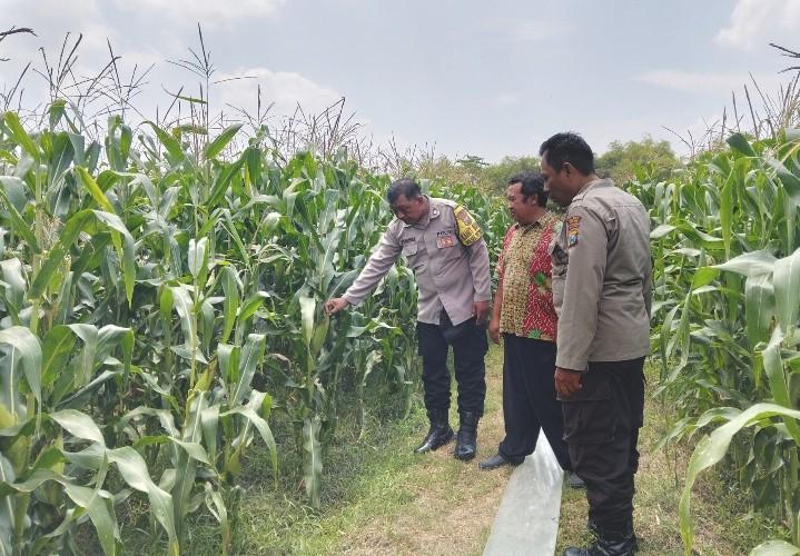 Bhabinkamtibmas Polsek Peterongan Pantau Pertumbuhan Jagung Di Jombang, Perkuat Program Ketahanan Pangan Nasional