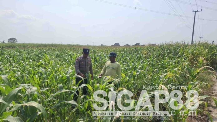 Polsek Bareng Cek Perkembangan Tanaman Jagung di Mundusewu Personel Polsek Bareng memantau pertumbuhan tanaman jagung milik warga di Desa Mundusewu, Kecamatan Bareng, Kabupaten Jombang.