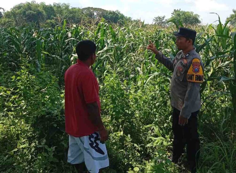 Polsek Kudu Perkuat Dukungan Ketahanan Pangan Lewat Pendampingan Petani Jagung Jombang