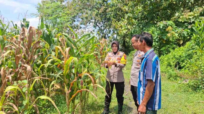 Kapolsek Tembelang Pantau Lahan Jagung, Dukung Program Ketahanan Pangan