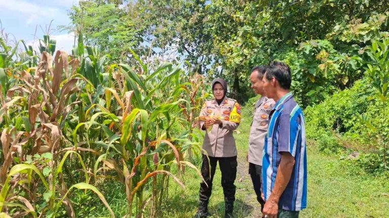 Kapolsek Tembelang Pantau Lahan Jagung, Dukung Program Ketahanan Pangan