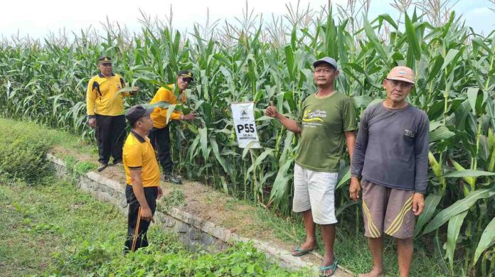 Polres Jombang Intensifkan Pemantauan Lahan Jagung untuk Dukung Ketahanan Pangan