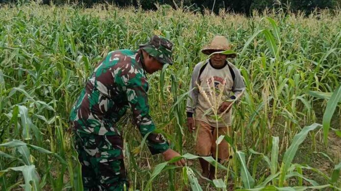Babinsa Pademawu Ajak Petani Lanjutkan Siklus Tanam