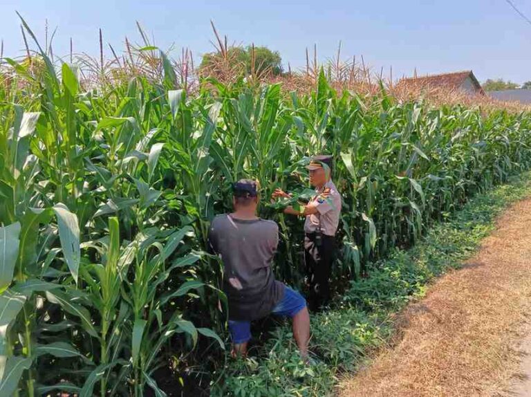 Panen Jagung Di Tembelang Jadi Bukti Sinergi Polri Dan Petani Perkuat Ketahanan Pangan