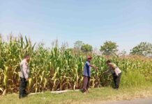 Tiga Pekan Menjelang Panen, Polsek Jombang Pantau Jagung di Plosogeneng