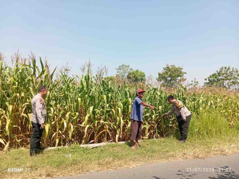 Tiga Pekan Menjelang Panen, Polsek Jombang Pantau Jagung Di Plosogeneng